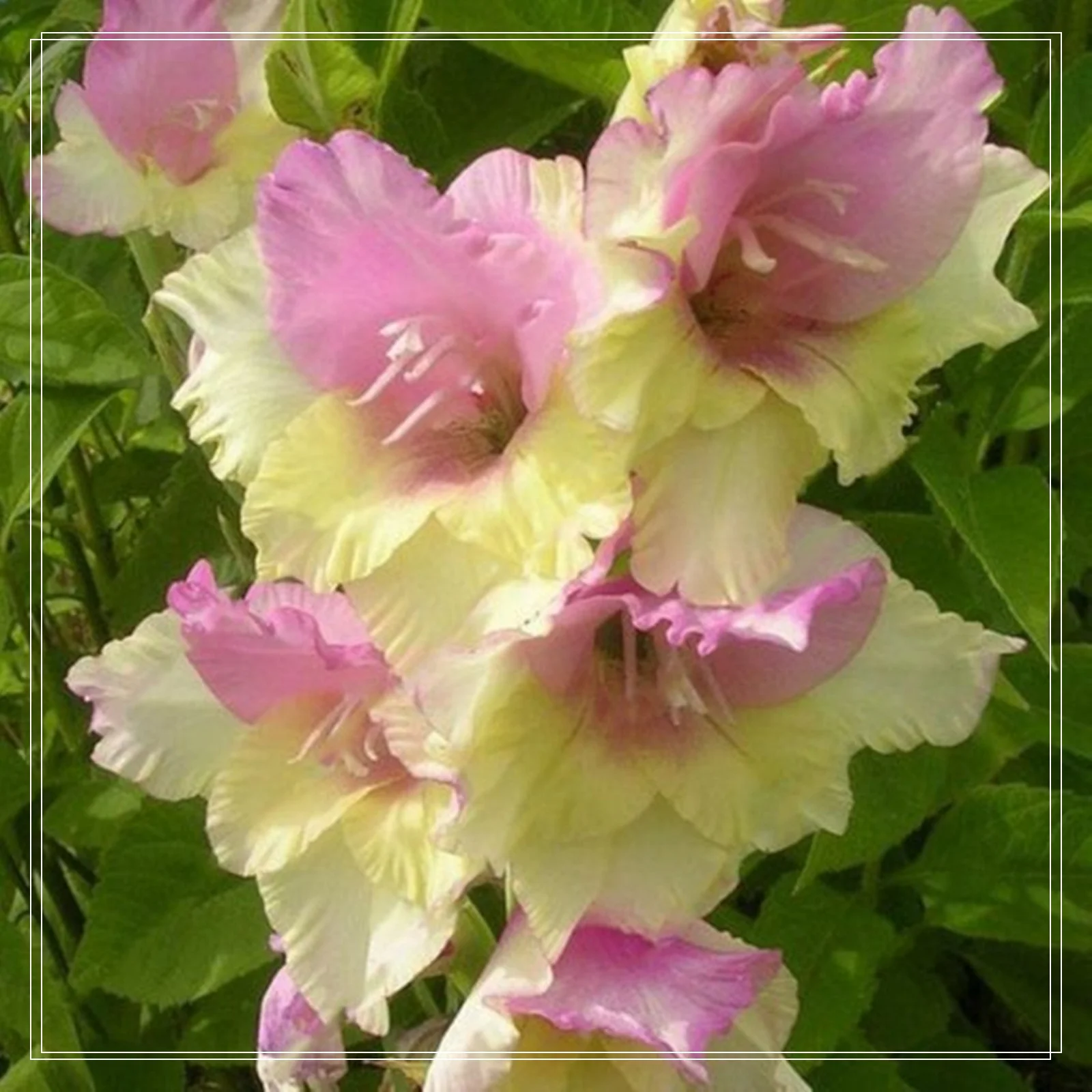 Gladiolus Bulbs, Cold And Drought Tolerant, Easy To Care For, Gardening Enthusiasts, Gladiolus, Gladiolus Plant,Require Little Water,Cold Tolerant Plants,Gladiolus Flower Bulbs,Gladiolus Flower Bulbs,