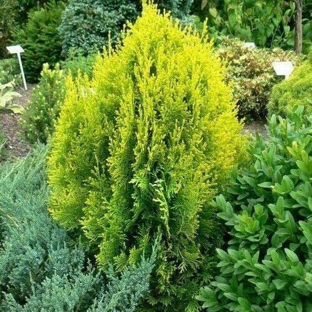 30 Golden Oriental Arborvitae Tree Seeds (Platycladus orientalis Aurea) jocad
