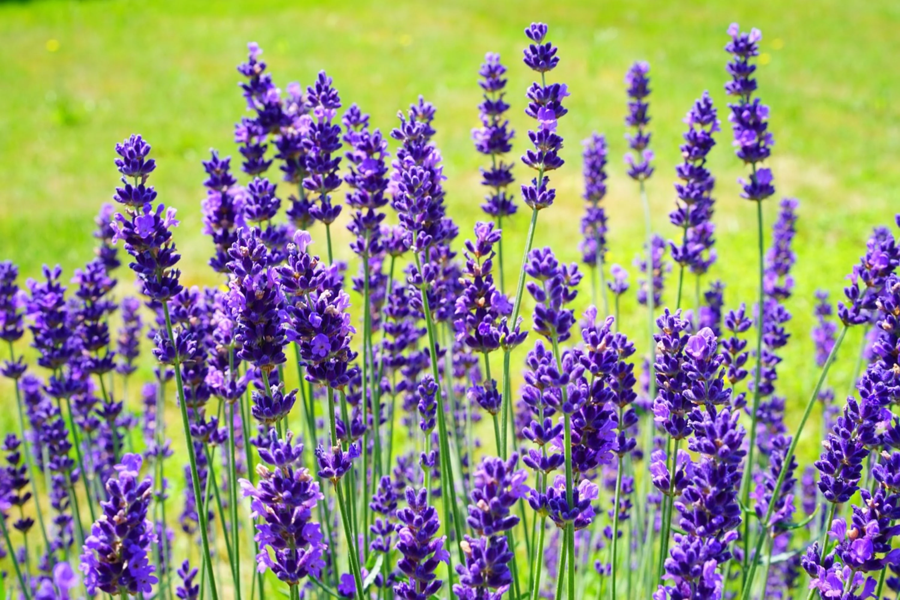 Lavender Vera English Seeds/Perennial/Full Sun/1800 Seeds 2 Grams/Zellajake Farm and Garden - B100