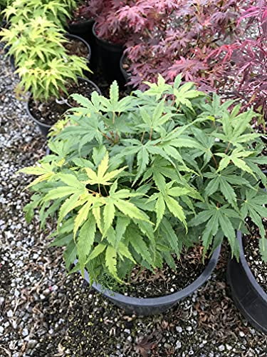 Tatoo Dwarf Japanese Maple 1 - Year Live Plant