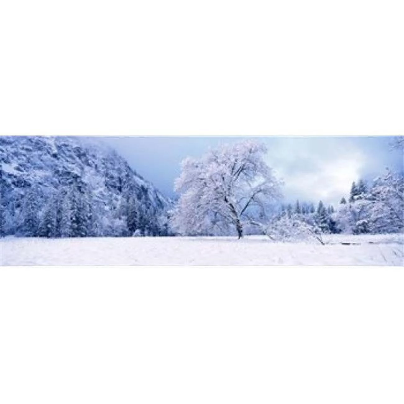 Snow covered oak trees in a valley  Yosemite National Park  California  USA Poster Print by  - 36 x 12