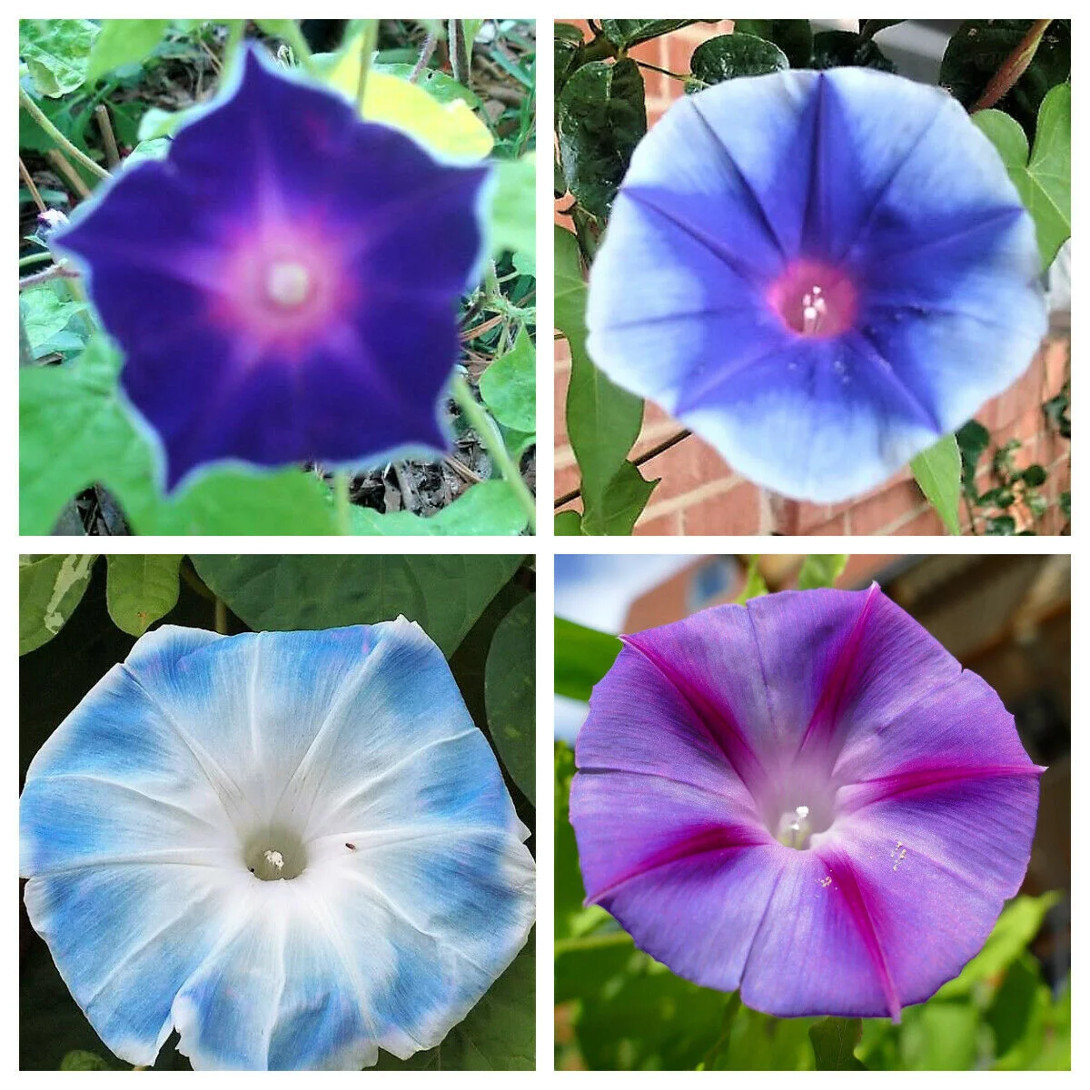 50 MIXED JAPANESE MORNING GLORY Ipomoea Nil Flower Vine Seeds *Flat S/H