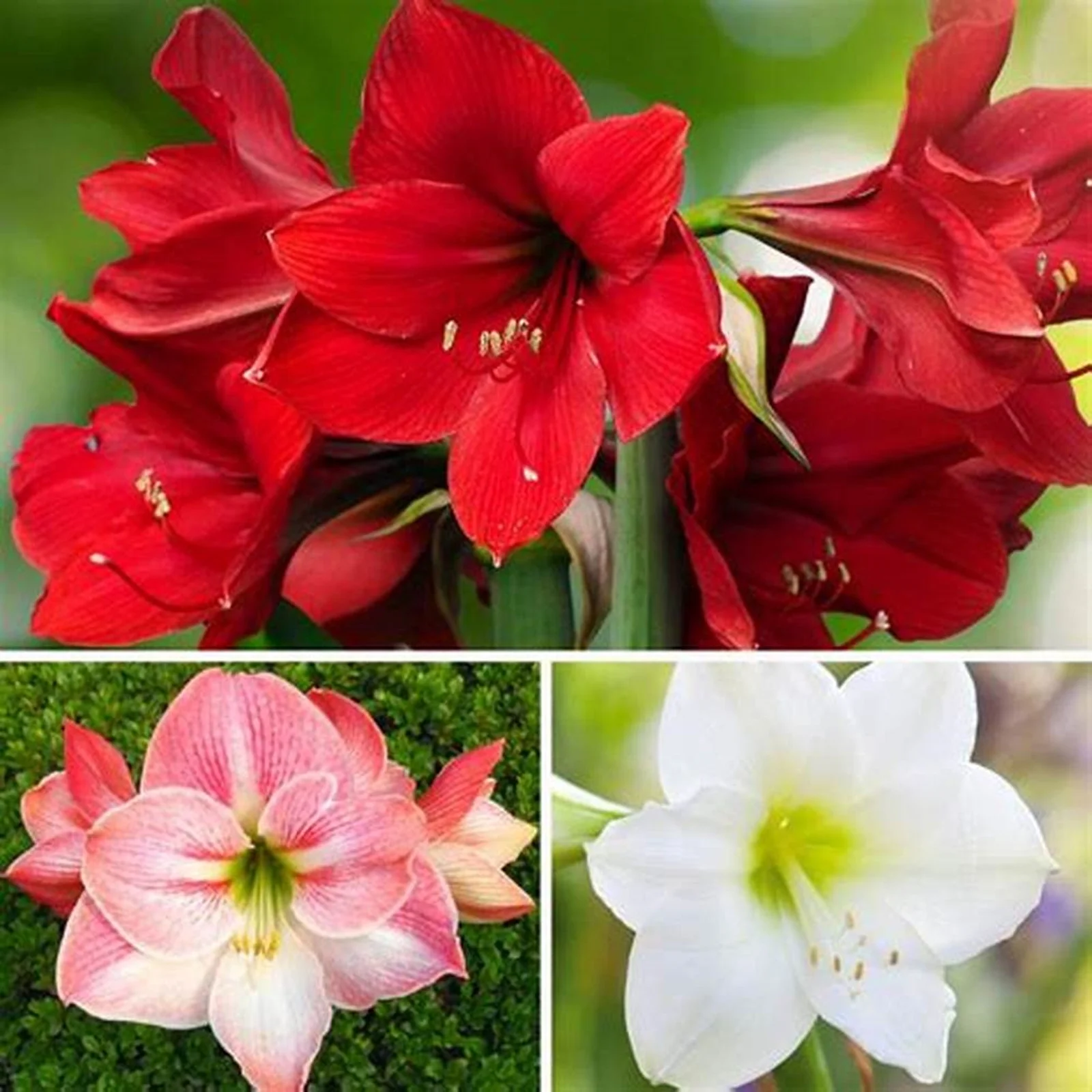 Amaryllis Bulbs, Amaryllis Pots,Amaryllis Plants,Amaryllis Belladonna Bulbs, Amaryllis Plant Live, Amaryllis Plant, Amaryllis Amaryllis Plant, Amaryllis Bulbs For Planting,Amarillos,Iridescent,