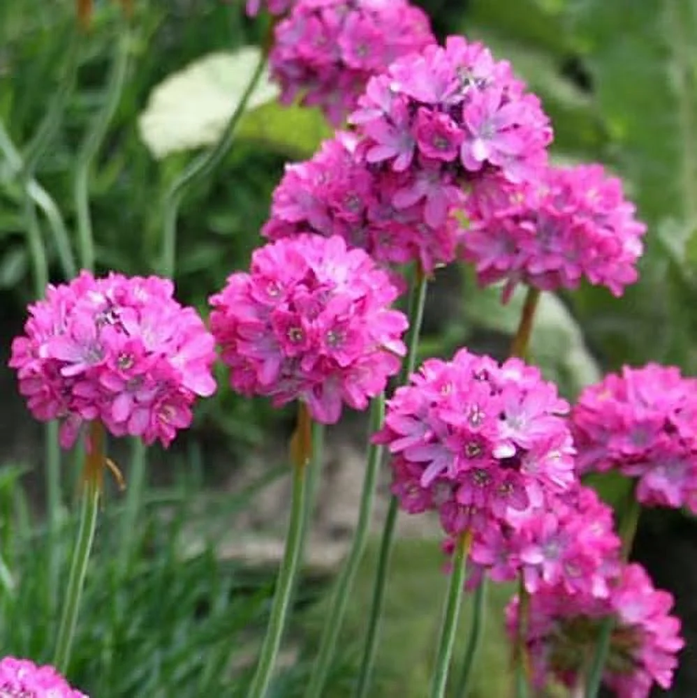 CHUXAY GARDEN Armeria Maritima Seed 400 Seeds Perennial Sea Thrift Flowering Plant Great Ornamental Features Attract Butterflies and Bees