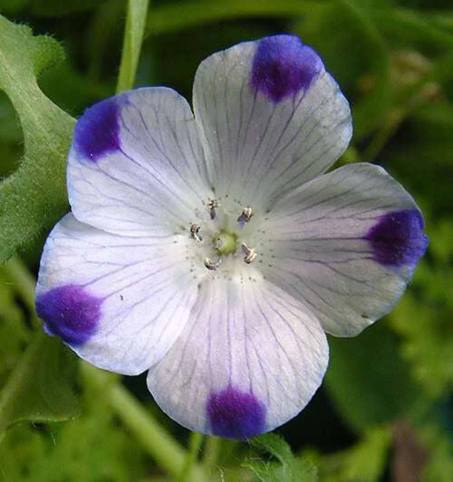 750 FIVE SPOT Nemophila Maculata White & Purple Flower Seeds