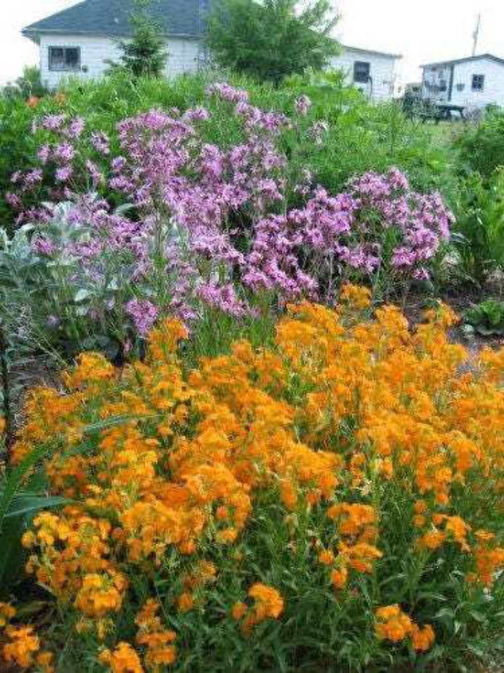 300 ENGLISH Aegean WALLFLOWER Cheiranthus Cheiri Seeds