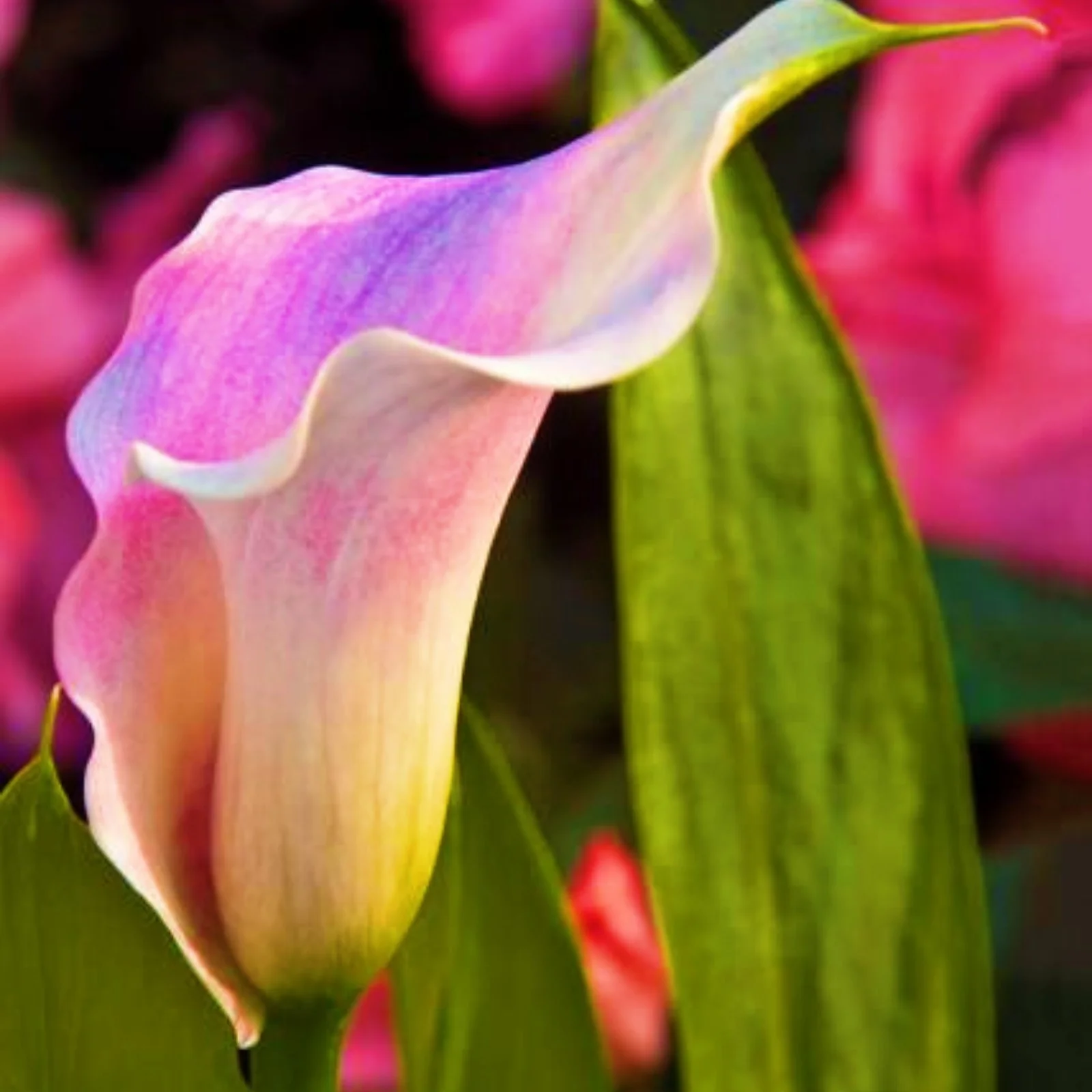 Calla Lily Bulbs For Sale Calla Lilies Bulbs Calla Lily Bulbs Calla Lily Plants Simple Planting