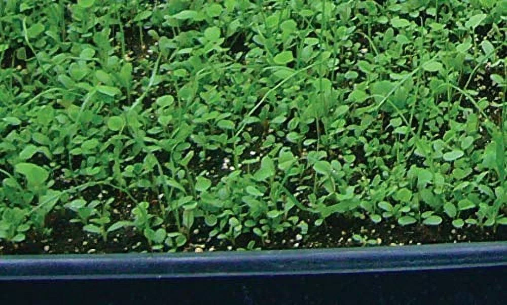 Barenbrug 25491 Forage Seed Free Range Goundcover Mixed Partial Shade/Sun 3 lb