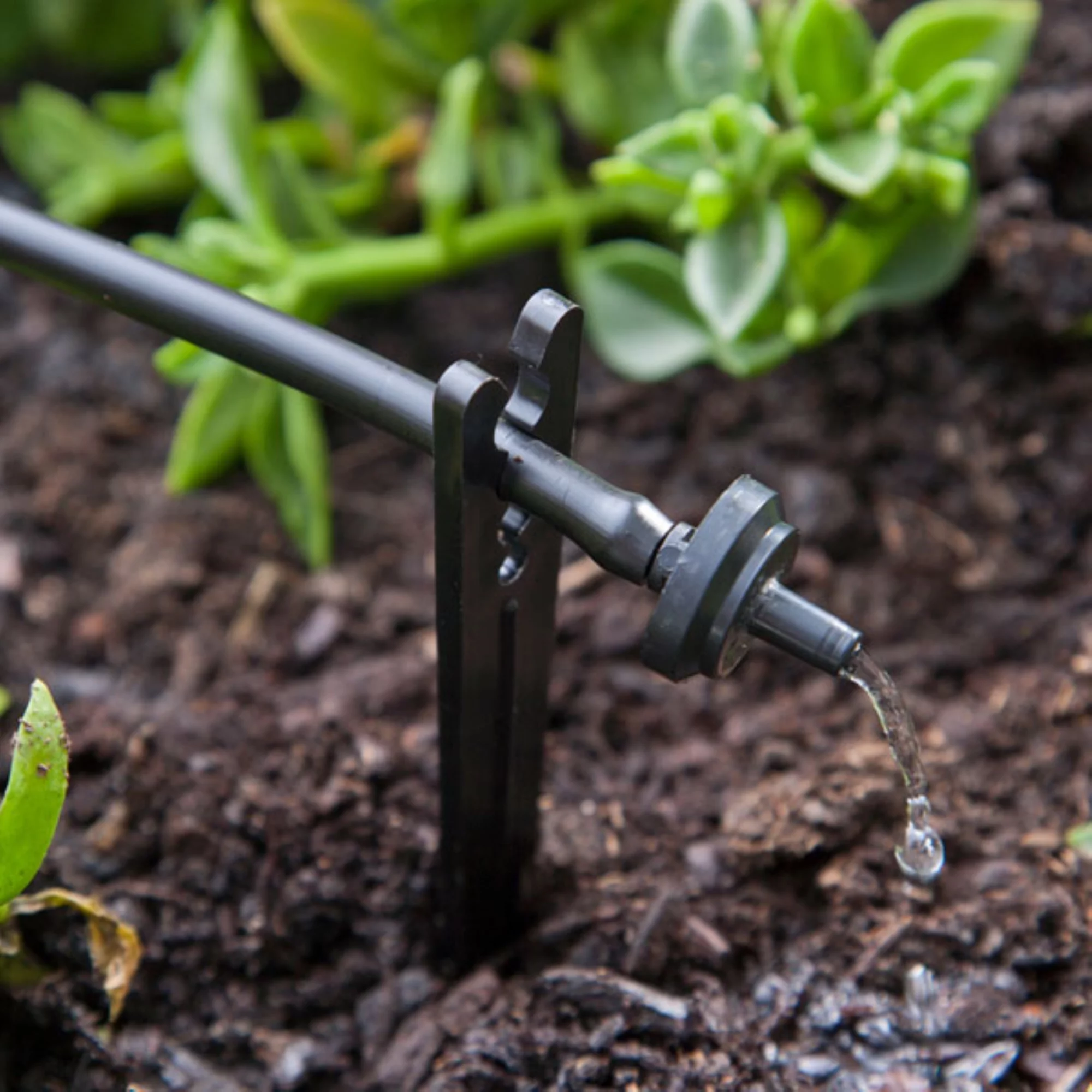 Raindrip 1 GPH, 0.25” Barb Dripper, Black (Pack of 10)