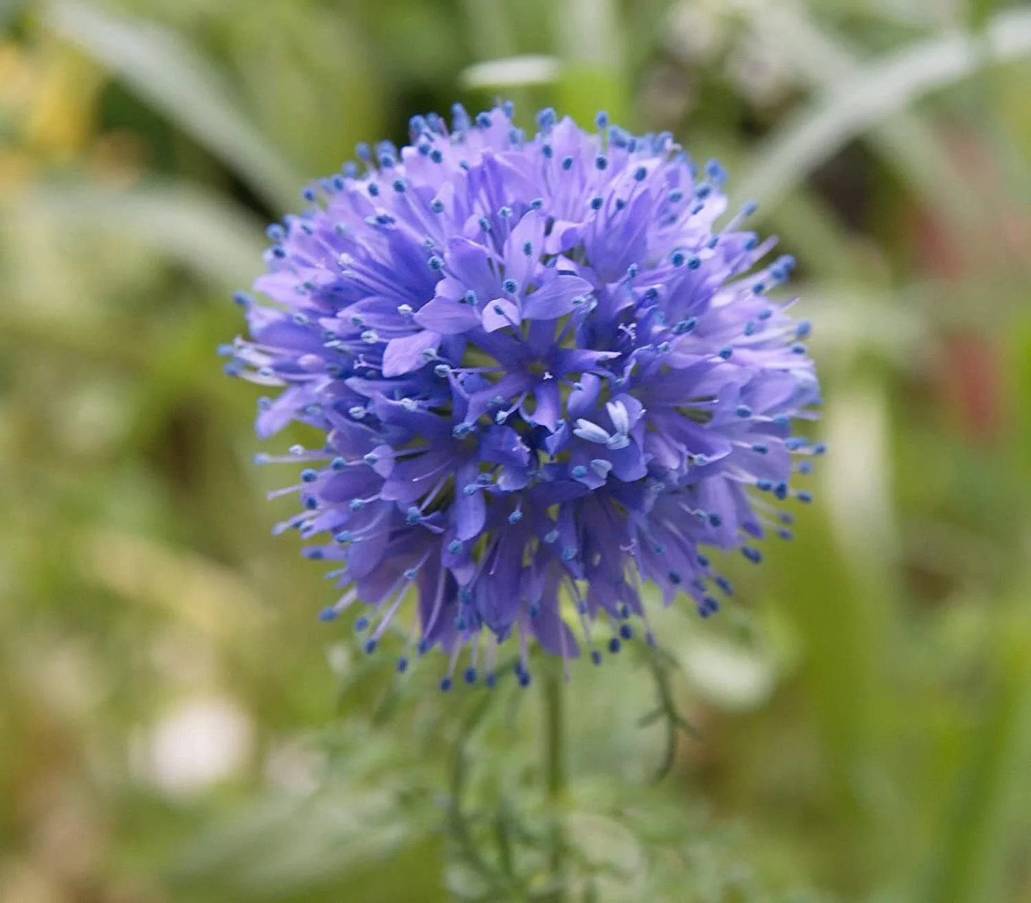 200 Plus Globe Gilia Seeds for Planting Beautiful Annual Wildflower