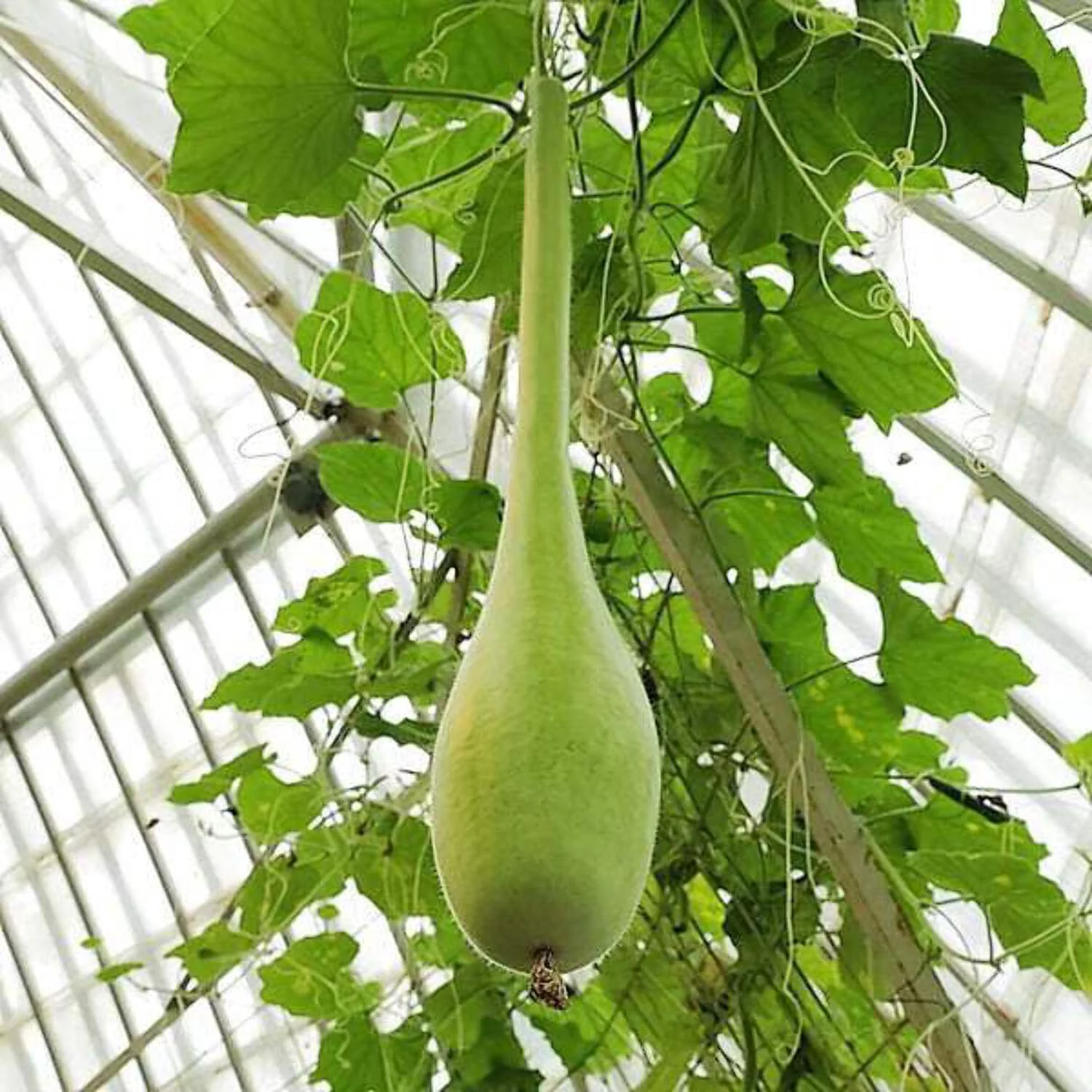30 Seeds DIPPER GOURD Siphon Gourd Green Lagenaria Siceraria Vegetable Seeds