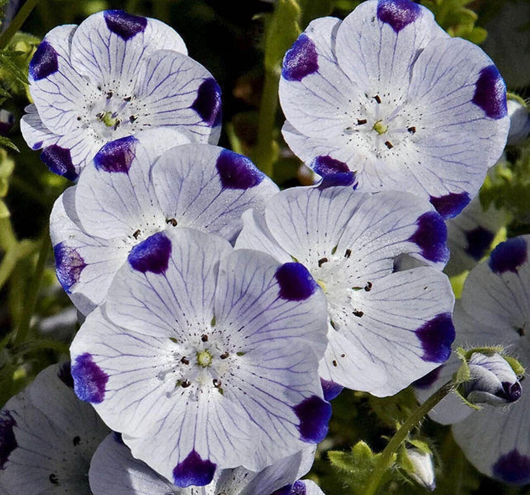 750 FIVE SPOT Nemophila Maculata White & Purple Flower Seeds