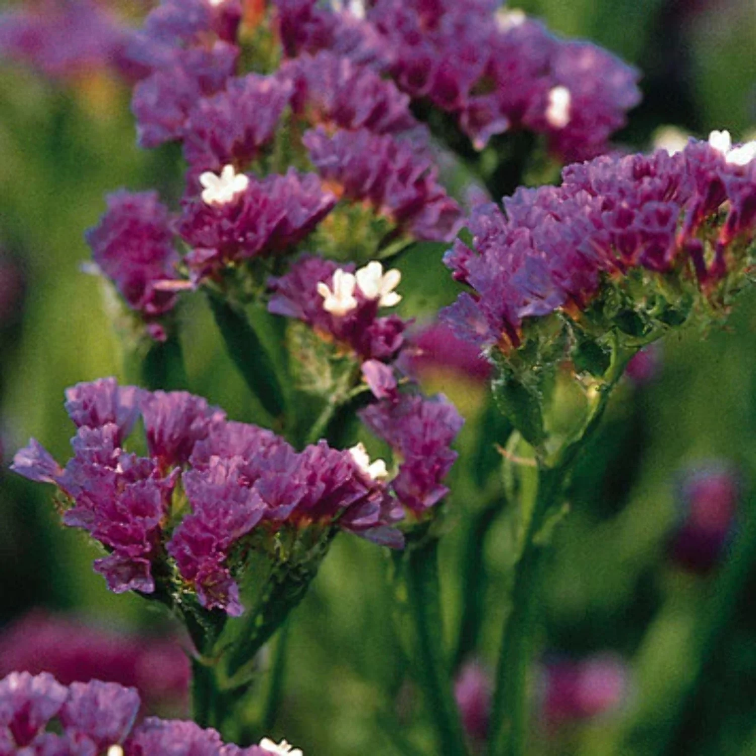 Statice QIS Dark Blue Seed