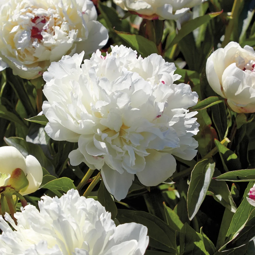 Van Zyverden Peonies Festiva Maxima Set of 6 Plant Roots White Partial Sun Deer Resistant 2 lbs
