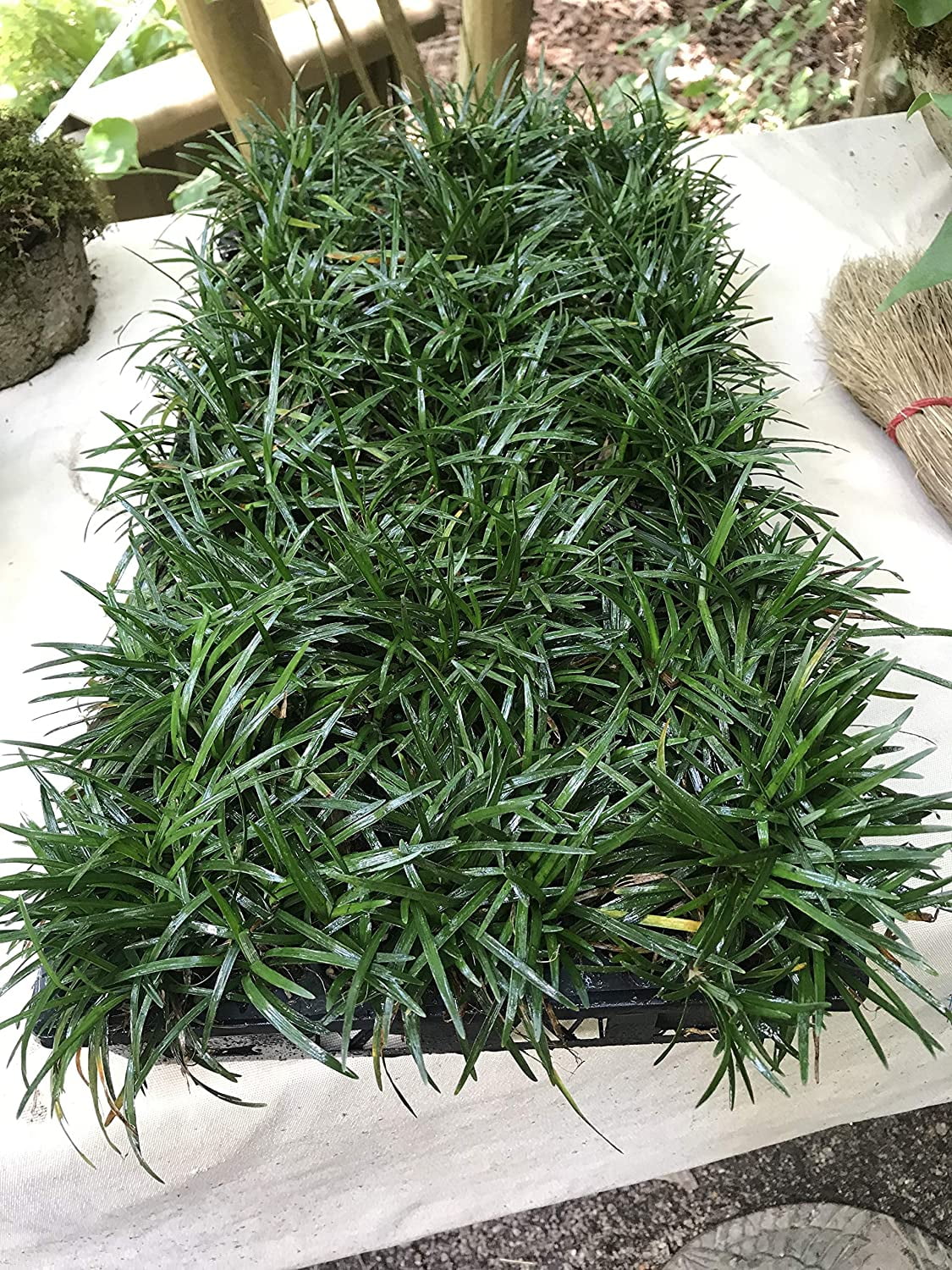 Dwarf Mondo Grass (Ophiopogon japonicus 'Nana') 18 Count Flat, 3.5