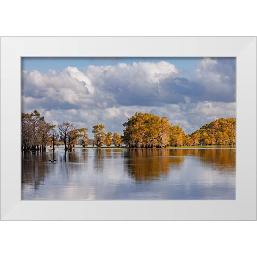 Jones, Adam 14x11 White Modern Wood Framed Museum Art Print Titled - Bald cypress trees in autumn Caddo Lake-Uncertain-Texas