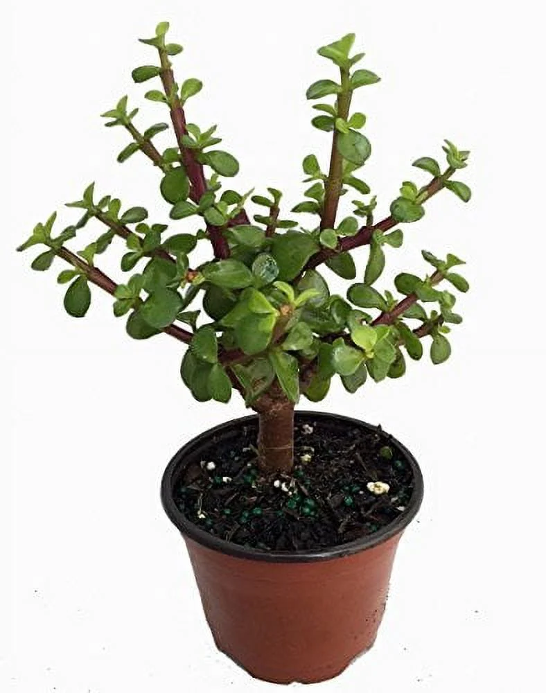 Mini Jade Plant - Portulacaria afra - 4.5