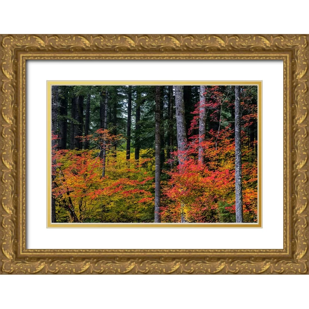 Haney, Chuck 14x11 Gold Ornate Wood Framed with Double Matting Museum Art Print Titled - Vine Maple trees in autumn at Silver Falls State Park near Silverton-Oregon-USA