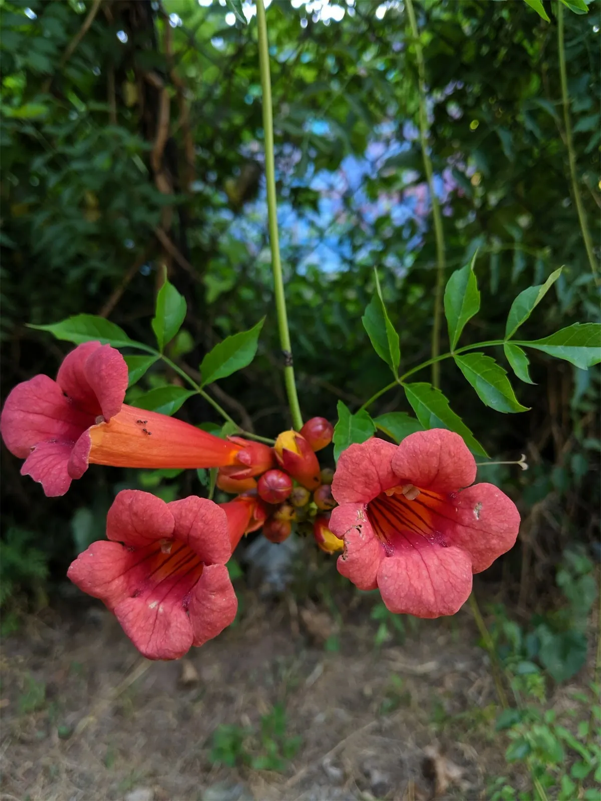 Campsis radicans | Cow Itch | Hummingbird Vine | Trumpet Creeper | 20_Seeds