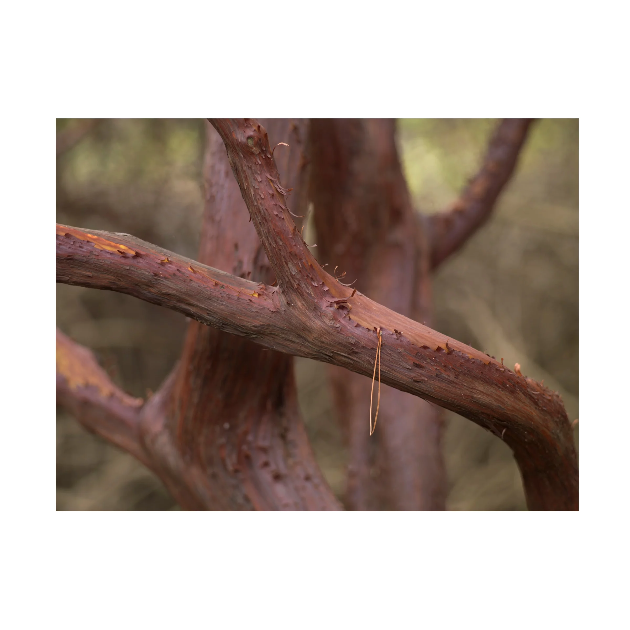 Geoffrey Ansel Agrons 'Manzanita Study I' Canvas Art