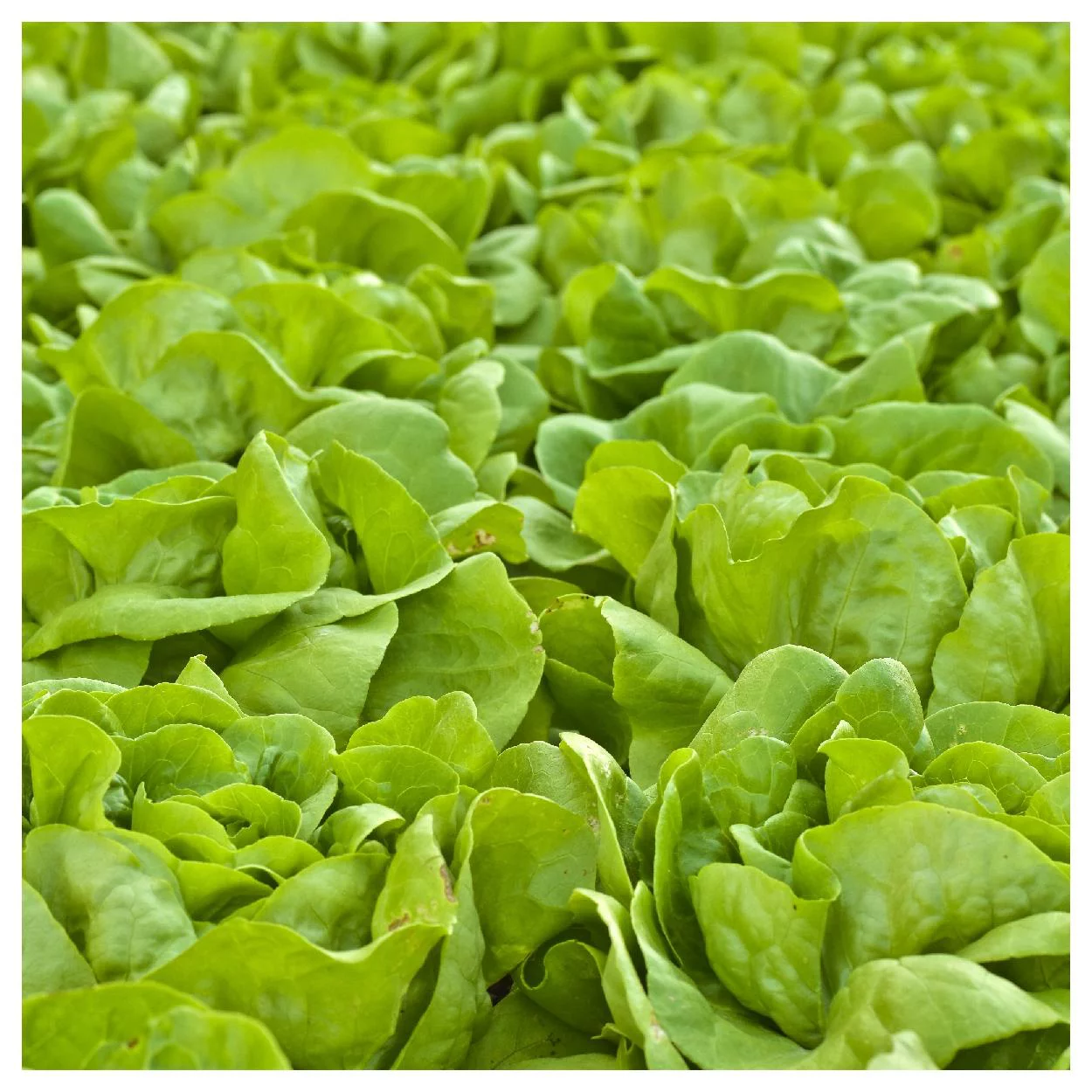 Everwilde Farms - 1000 Buttercrunch Butterhead Lettuce Seeds - Gold Vault Jumbo Bulk Seed Packet