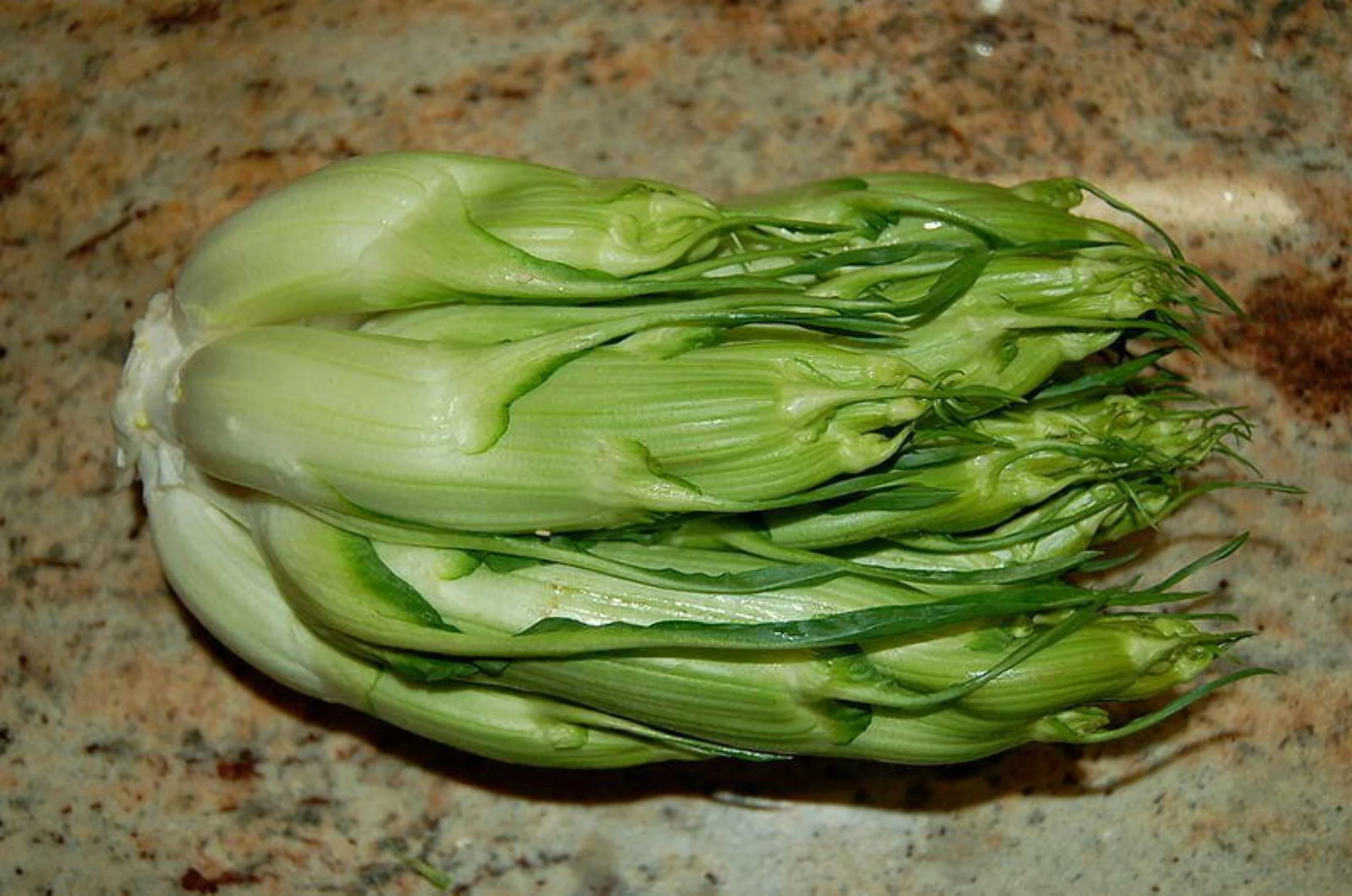250 CICORIA CATALOGNA Puntarelle Chicorium Chicory Vegetable Seeds