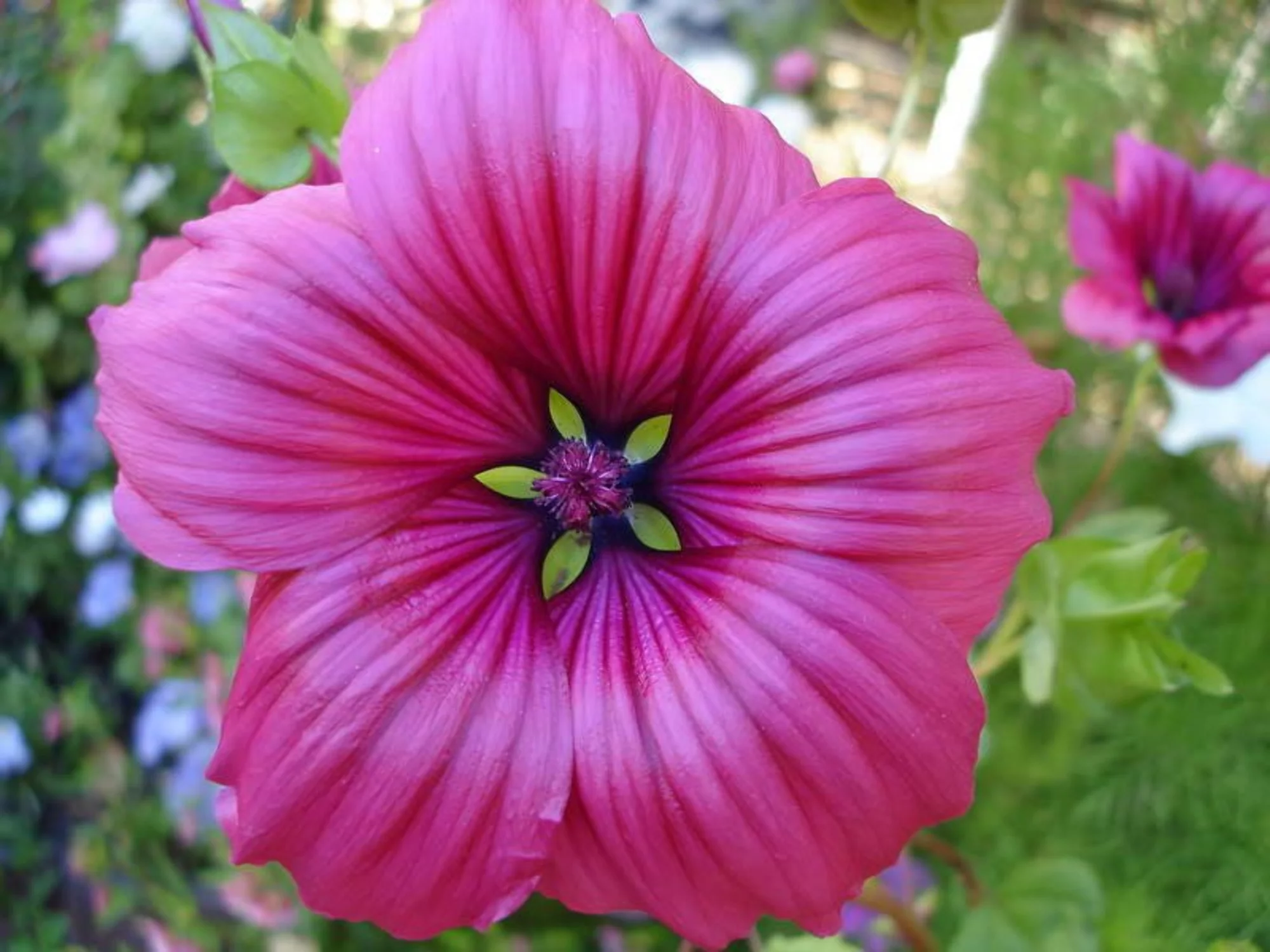 10 VULCAN MALOPE Trifida / Mallowwort / Mallow Flower Seeds