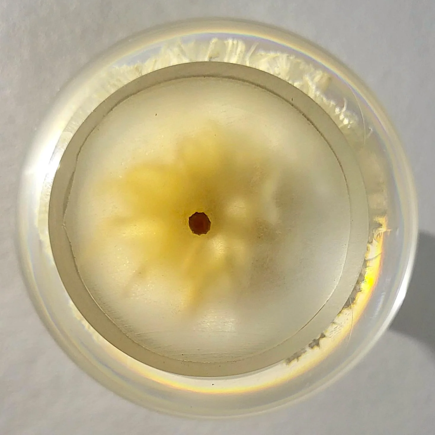 60mm Real White Windmill Fruit Starflower Flower Pincushion Seeds in Clear Lucite Resin Paperweight Ball Scabiosa Stellata Anniversary Wedding Valentine Mother's Day Gift Herbarium Display Collection