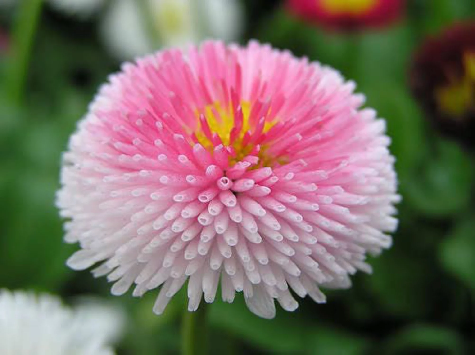 100 Strawberries & Cream ENGLISH DAISY Bellis Perennis Flower Seeds
