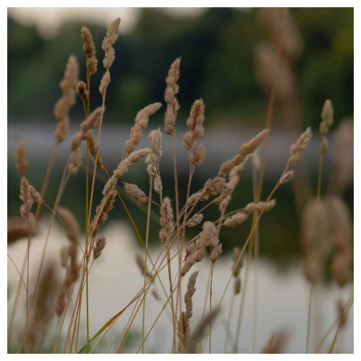 Everwilde Farms - 1000 Brown Fox Sedge Native Grass Seeds - Gold Vault Jumbo Bulk Seed Packet