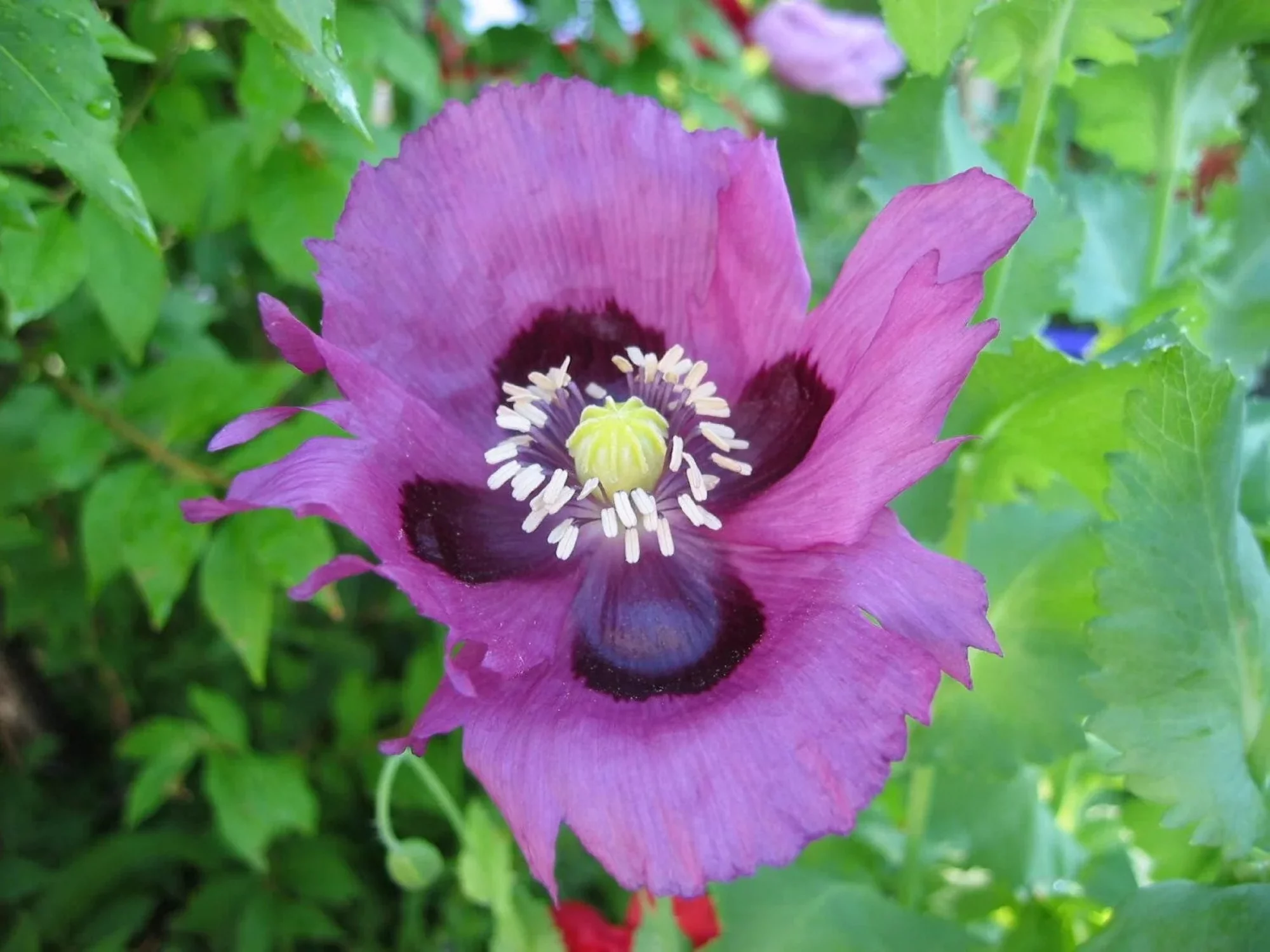400 PERSIAN BLUE POPPY Papaver Somniferum Flower Seeds