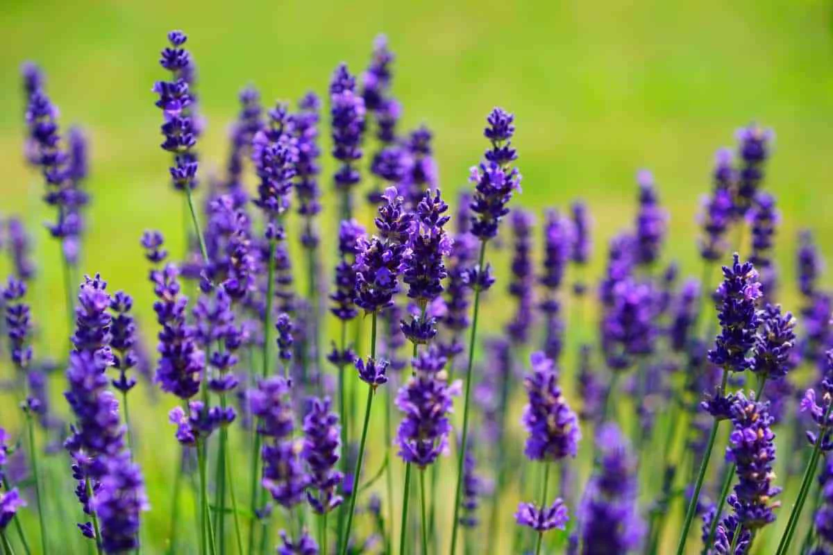 Lavender Seeds - Common English | 800+ Non-GMO Garden Seeds