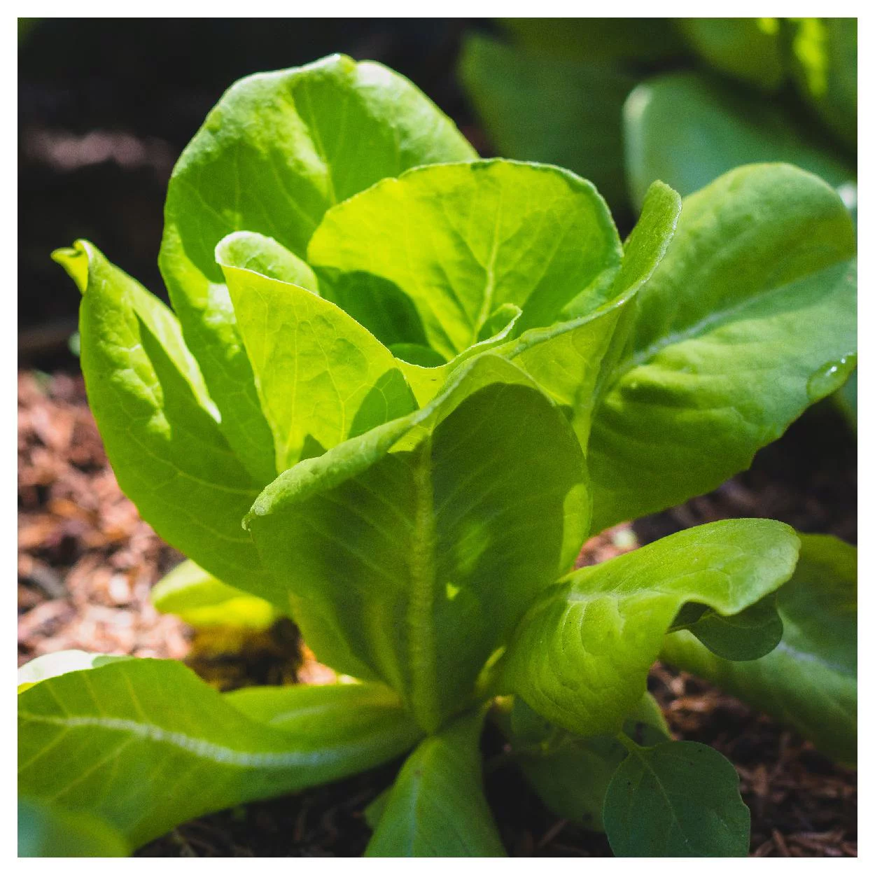 Everwilde Farms - 1000 Buttercrunch Butterhead Lettuce Seeds - Gold Vault Jumbo Bulk Seed Packet