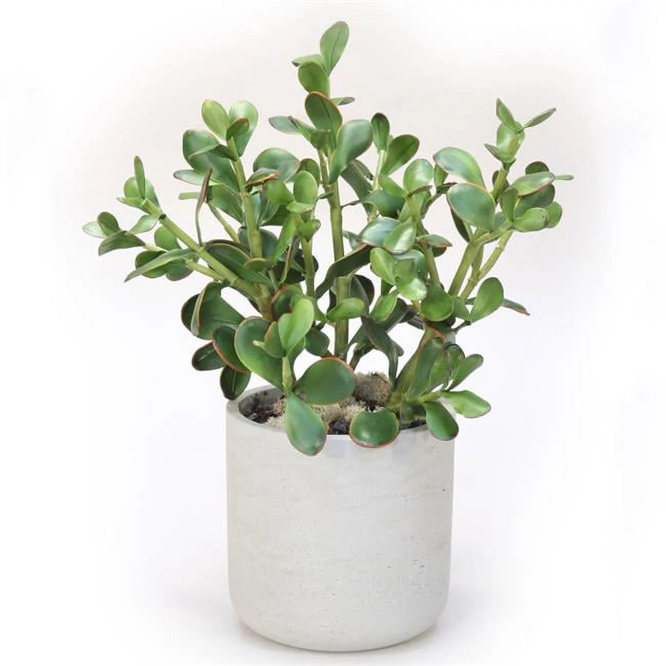 Unisex Jade Plants in Grey Washed Planter - Brown