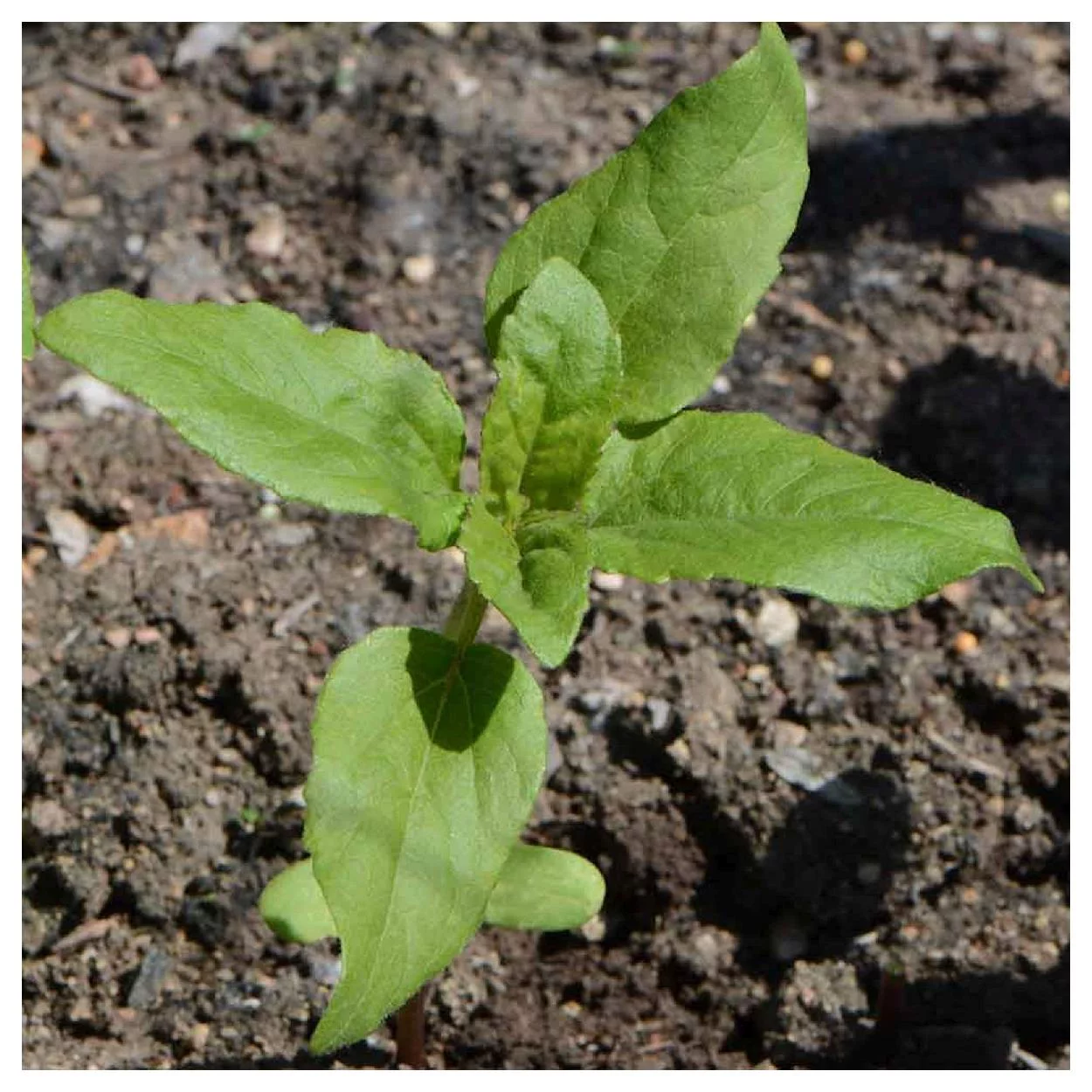 Everwilde Farms - 1 oz Autumn Beauty Sunflower Garden Flower Seeds - Gold Vault Bulk Seed Packet