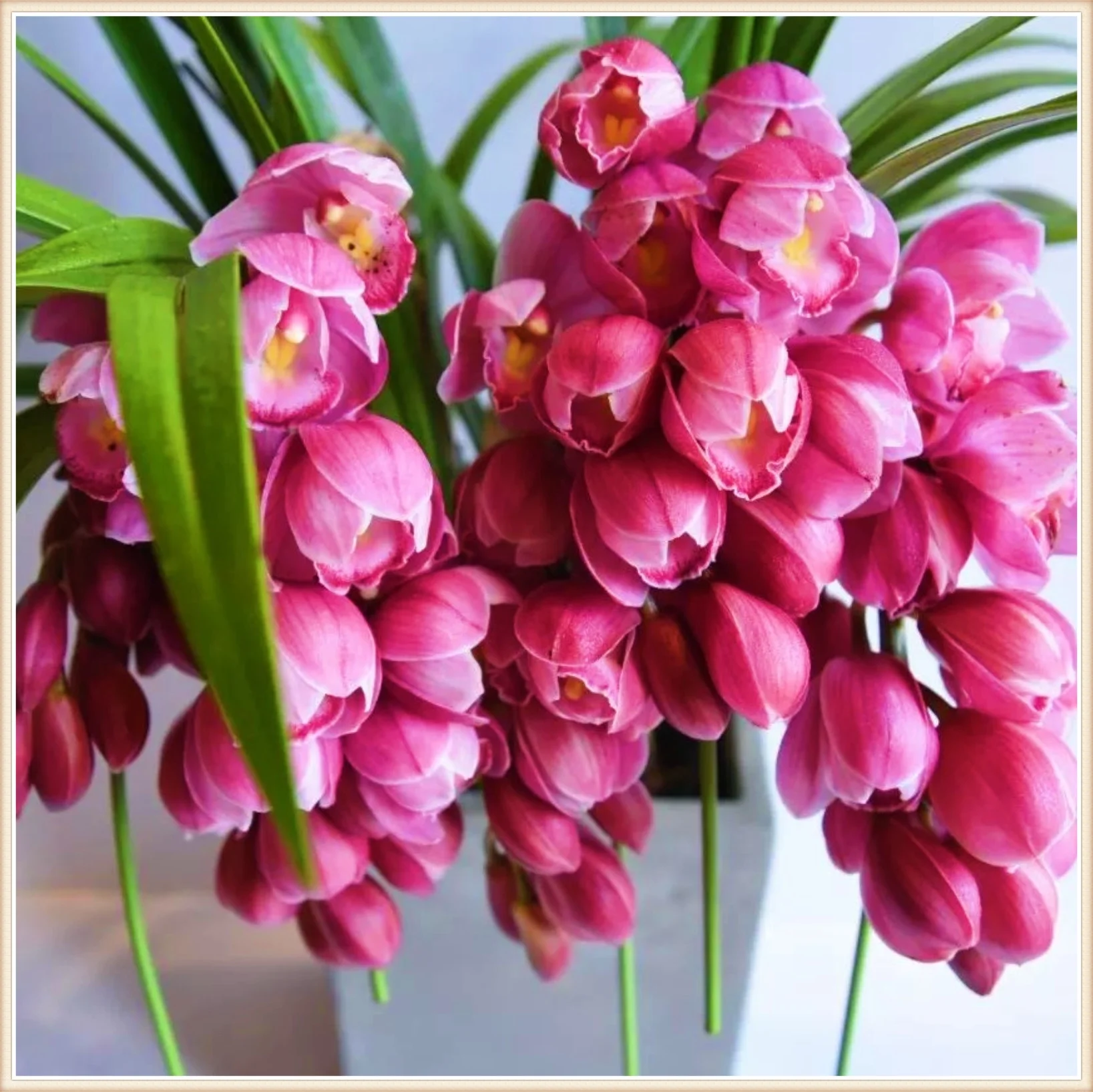Cymbidium Bulbs For Palting Cymbidium Bulbs For Sale Cymbidium Bulbs Bulk Cymbidium Plants Cut Flowers