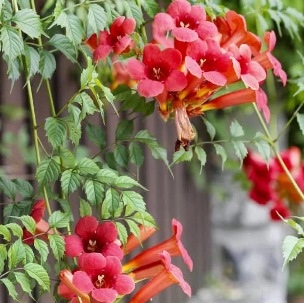 CHUXAY GARDEN Campsis Radicans Seed 20 Seeds Trumpet Vine Woody Climbing Vine Attract Butterflies and Bees Striking Landscaping Plant