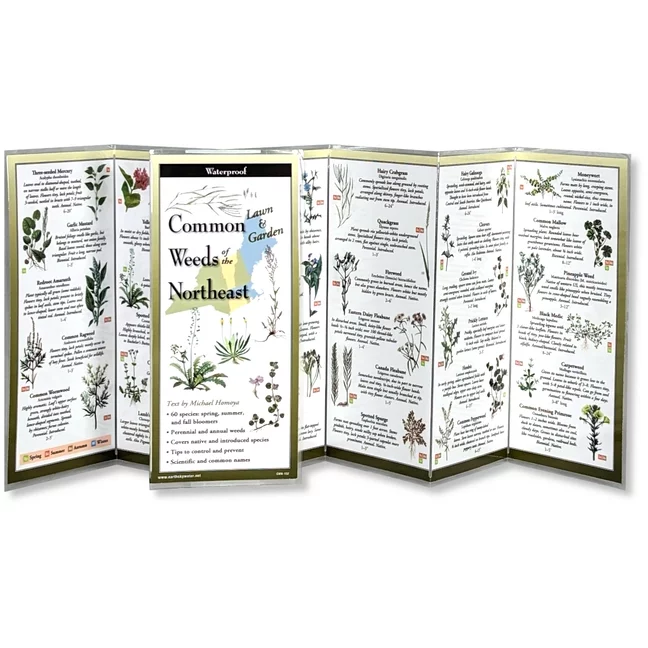Foldingguides(tm): Common Weeds of the Northeast (Other)
