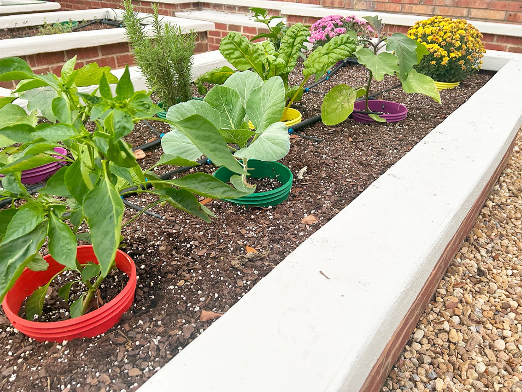 Rooted Promise Plant Grow Ring Round 7 inch Watering Rings for Veggies Herbs Flowers and Garden Plants 4 Pack