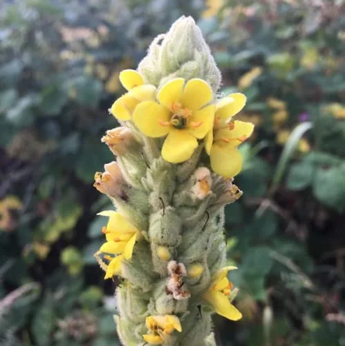CHUXAY GARDEN Yellow Verbascum Thapsus-Great Mullein,Common Mullein 150 Seeds Great Hairy Biennial Plant Long-Lived Certified Organic Open Pollinated Herb Seeds for Planting Low-Maintenance