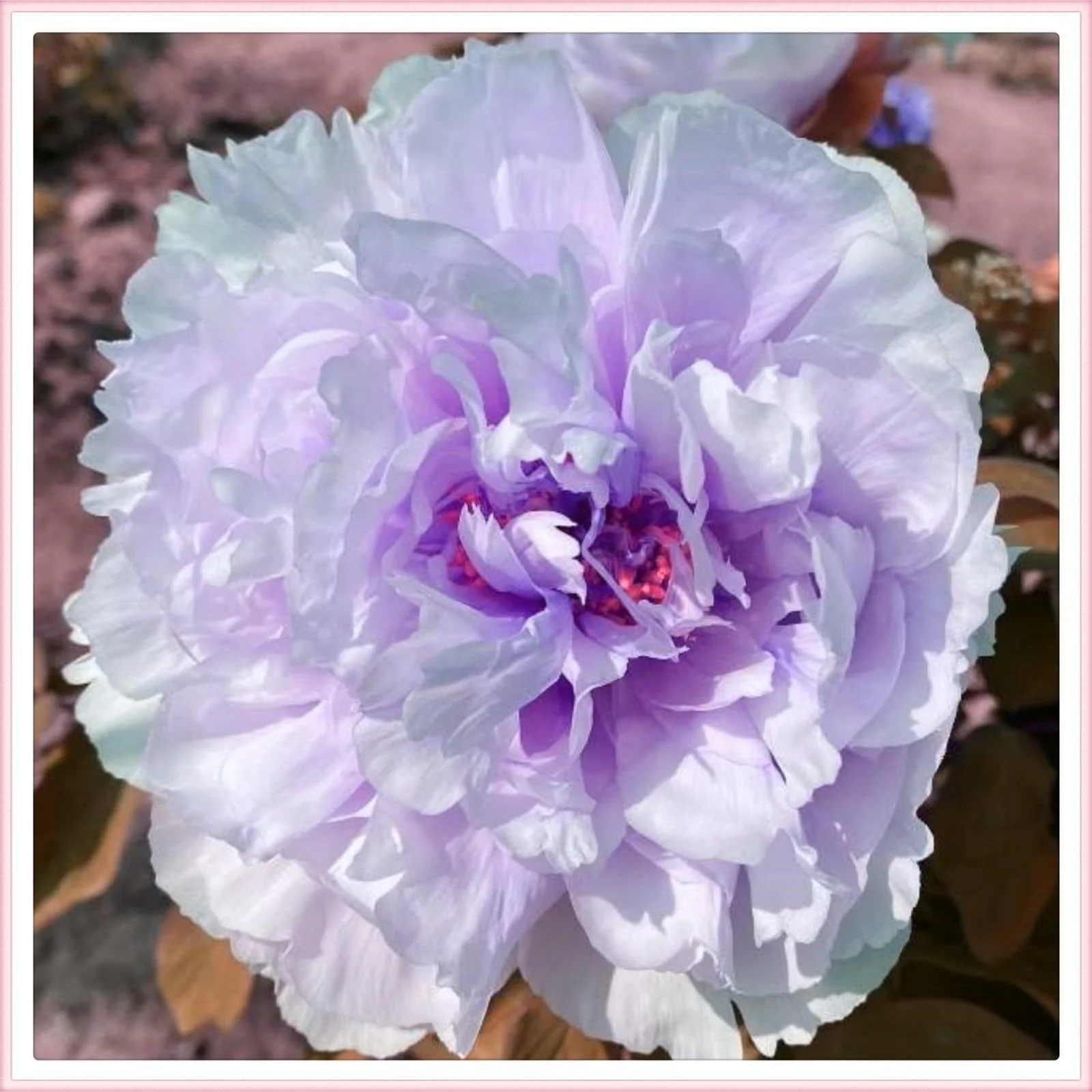 Peony plants for garden ready to plant,peony tubers peony bulbs peony plant