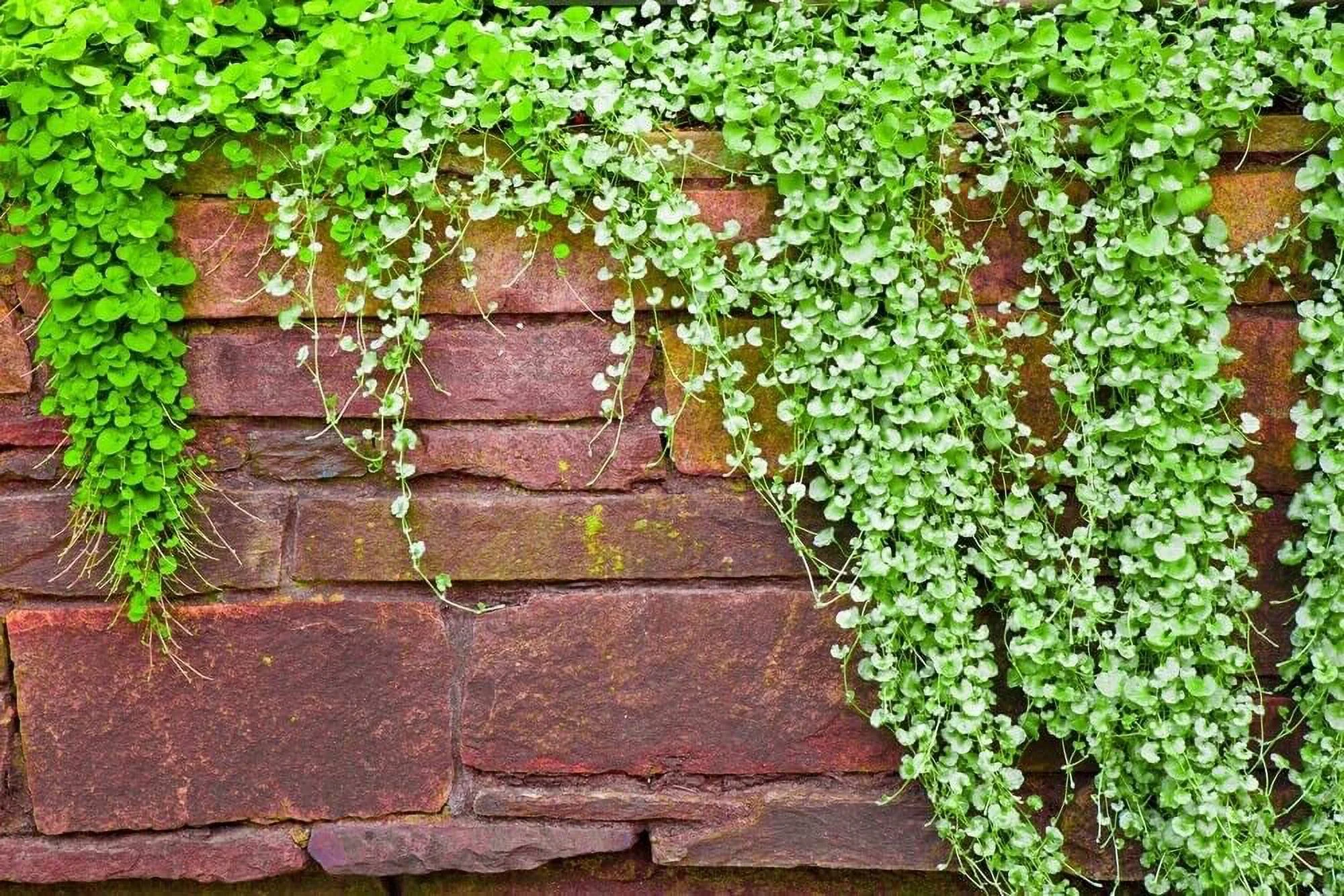 Emerald Falls Dichondra Seeds for Planting (10 Seeds) - Stunning Weeping Plant