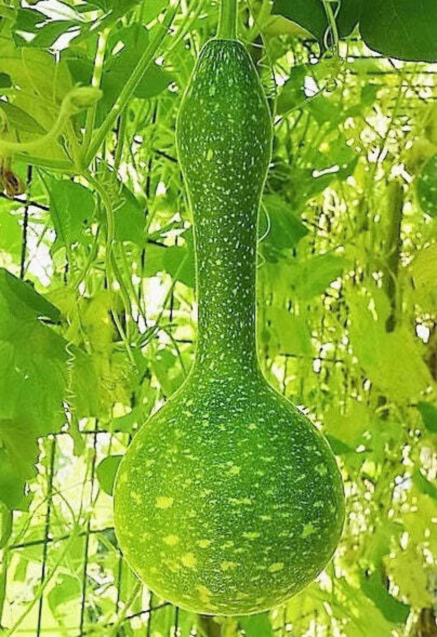 30 Seeds DIPPER GOURD Siphon Gourd Green Lagenaria Siceraria Vegetable Seeds