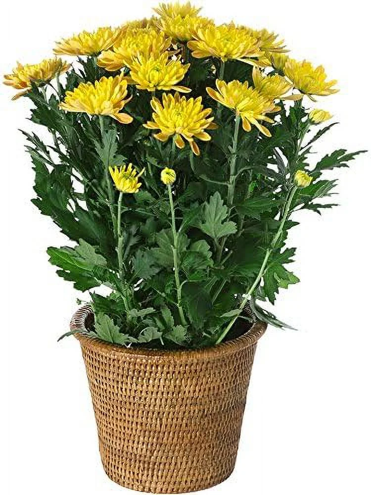 1080023 La Jolla Handwoven Rattan Planter, Large, Brown