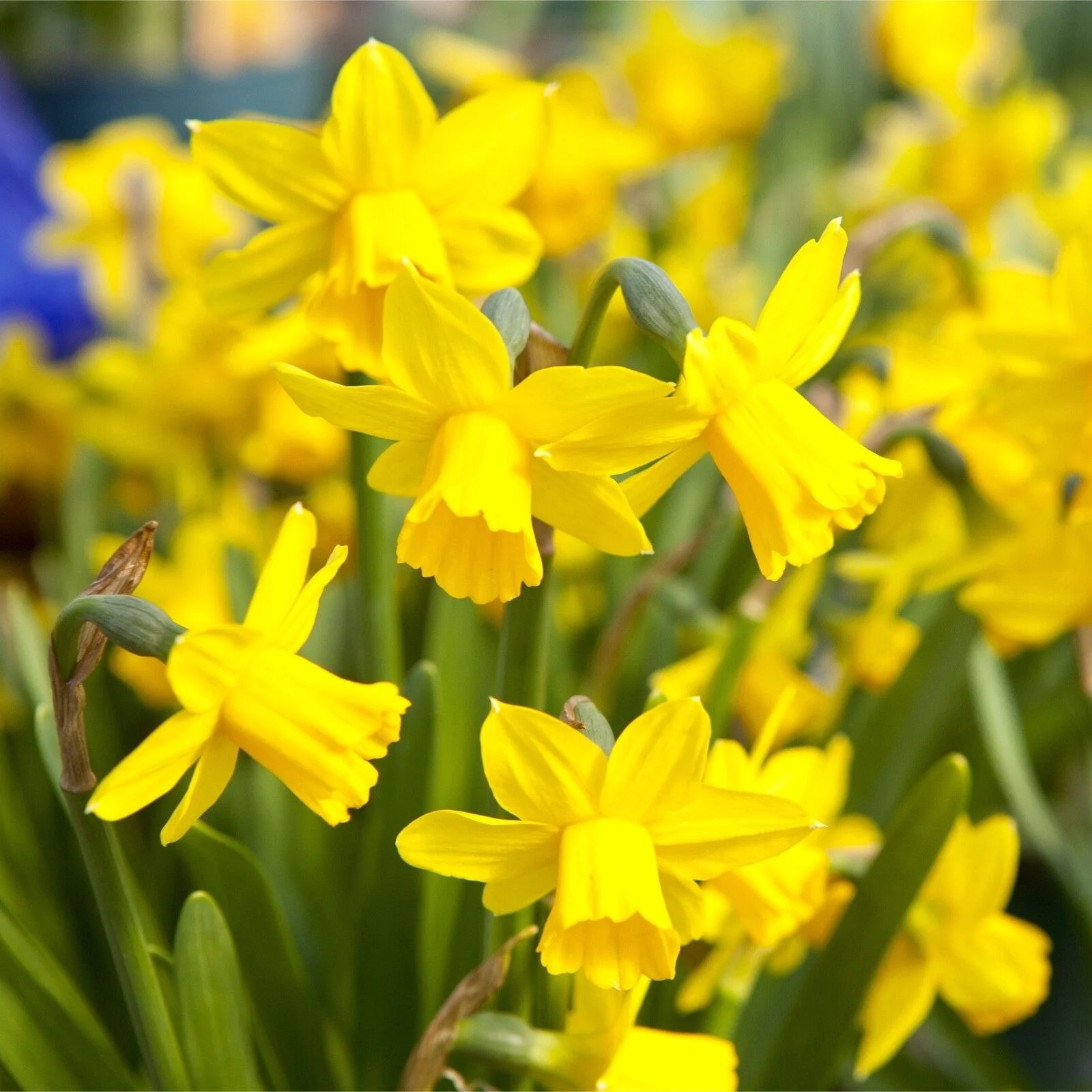 Narcissus Bulbs, Perennials,Seasonal Flowers,  Daffodil Bulbs For Planting Outdoors, Spotless, Perennials,Narcissus Bulbs For Sale
