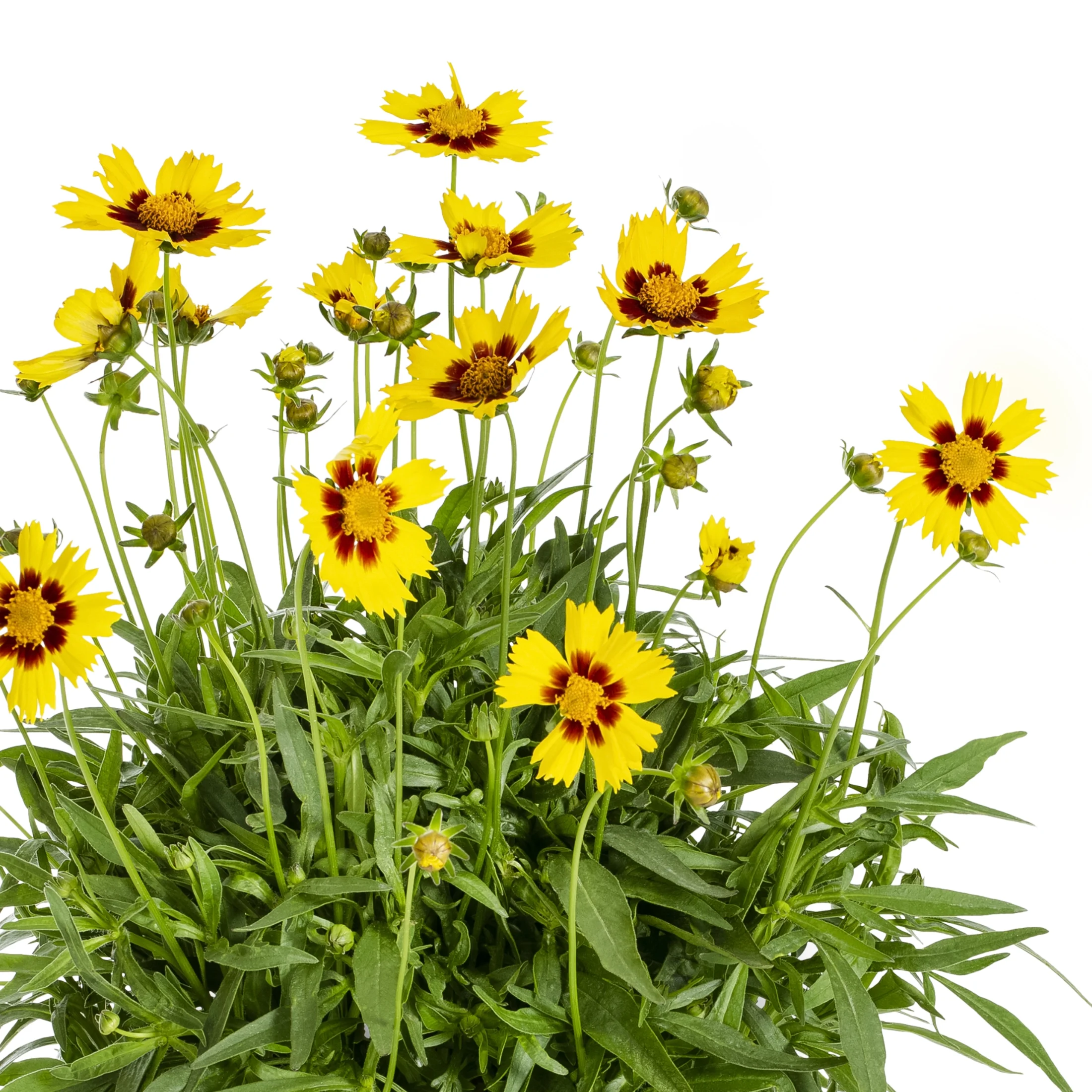 Better Homes & Gardens 2.5QT Orange Coreopsis Lil Bang Daybreak Live Plants with Grower Pot