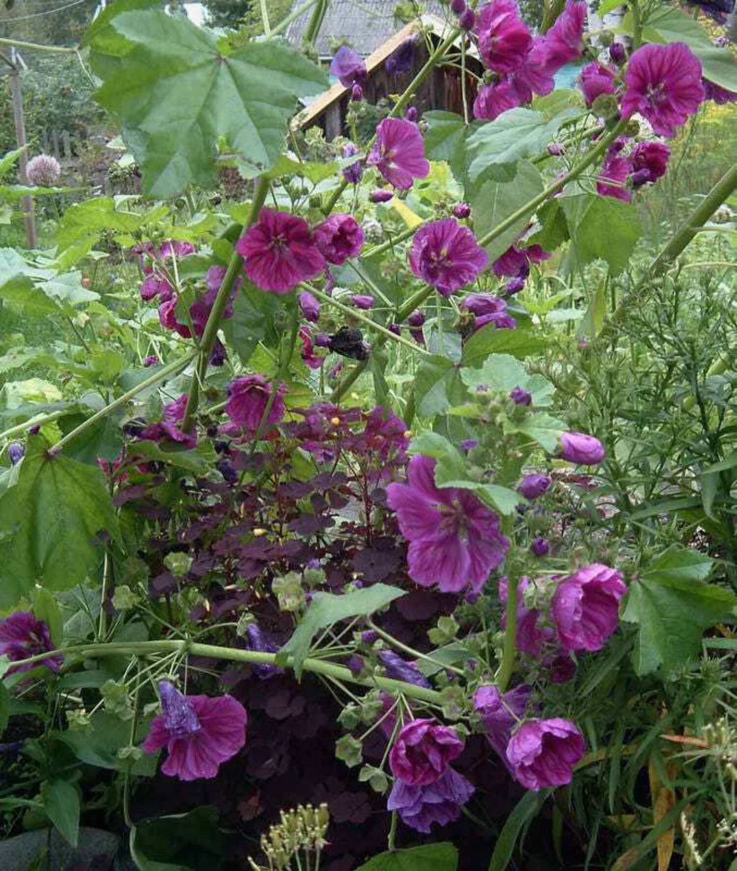 20 MAURITANIAN MALVA Mallow Malva sylvestris var. mauritania Flower Seeds