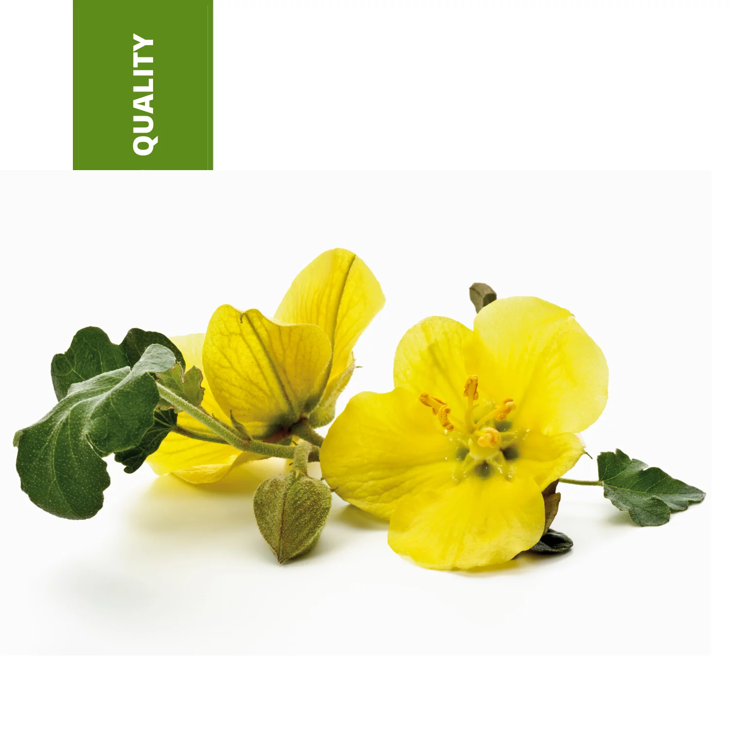 EVENING PRIMROSE OIL