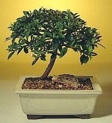 O'force Flowering Brush Cherry Bonsai Tree - Small 5 years old, 6