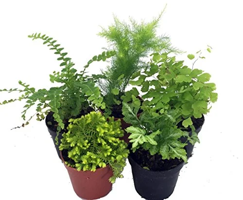 Ferns - Fairy Garden - 5 Different Plants- 4
